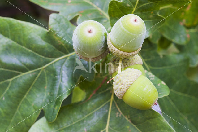 Zomereik (Quercus robur)