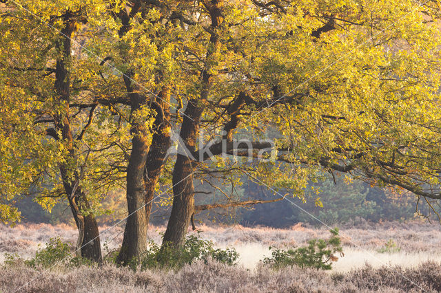 Common Oak