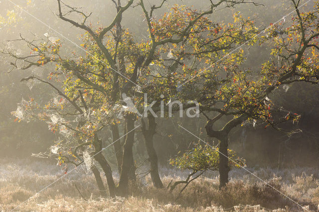 Zomereik (Quercus robur)