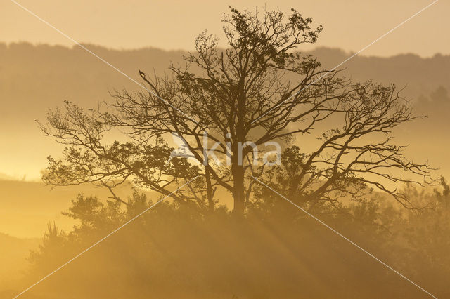 Common Oak