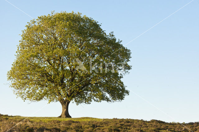 Common Oak