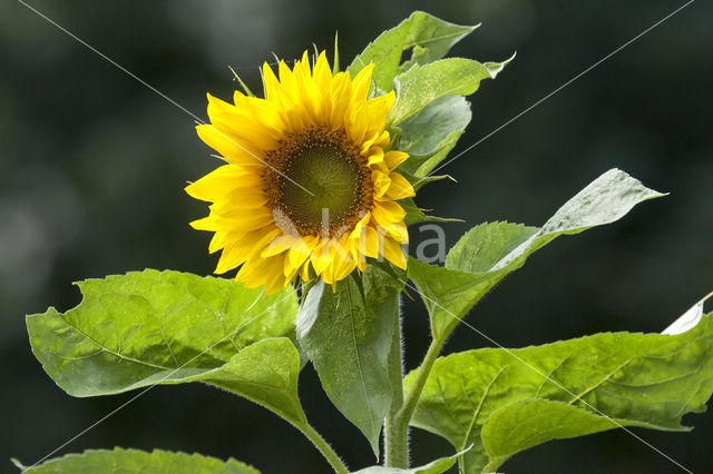 Zonnebloem (Helianthus annuus)