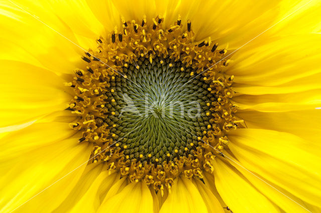 Zonnebloem (Helianthus annuus)