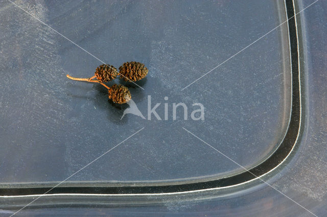 Zwarte els (Alnus glutinosa)