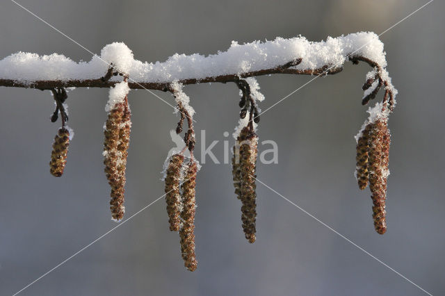 black alder (Alnus glutinosa)