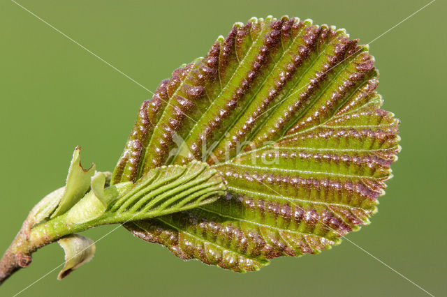 black alder (Alnus glutinosa)