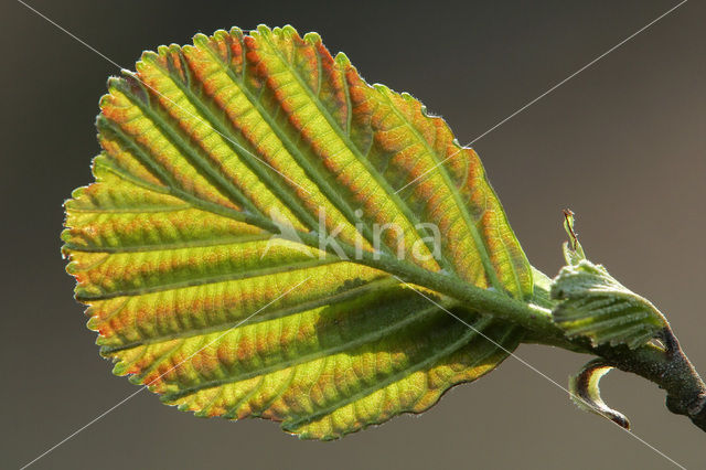 black alder (Alnus glutinosa)