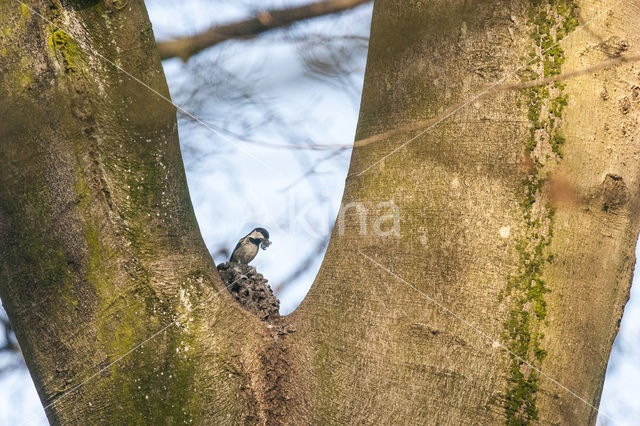 Zwarte Mees (Parus ater)