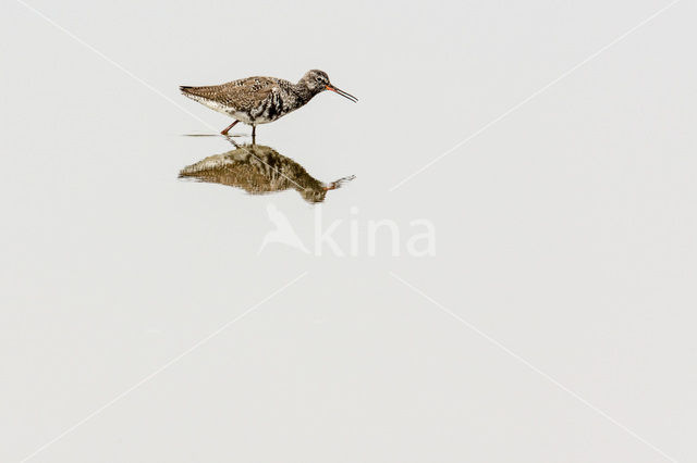 Spotted Redshank (Tringa erythropus)