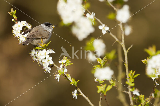 Blackcap (Sylvia atricapilla)