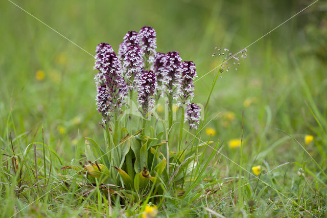 Aangebrande orchis (Neotinea ustulata)