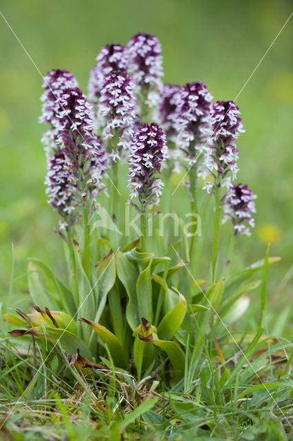 Aangebrande orchis (Neotinea ustulata)