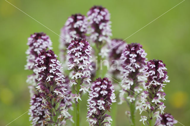 Burnt Orchid (Neotinea ustulata)