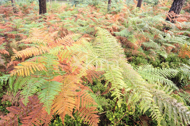 Western brackenfern (Pteridium aquilinum)