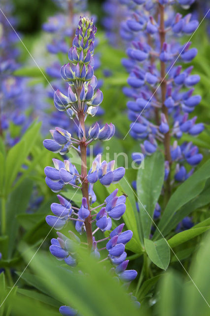 Alaska lupine (Lupinus nootkatensis)