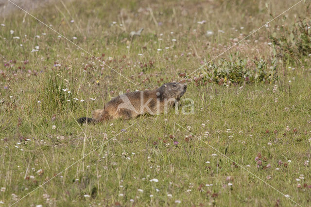 Alpenmarmot