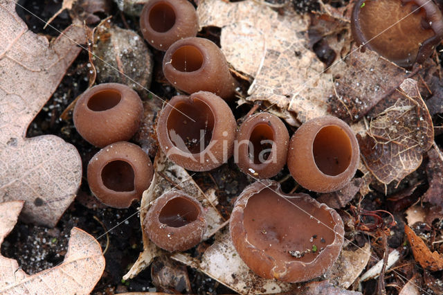 Anemonebekerzwam (Dumontinia tuberosa)