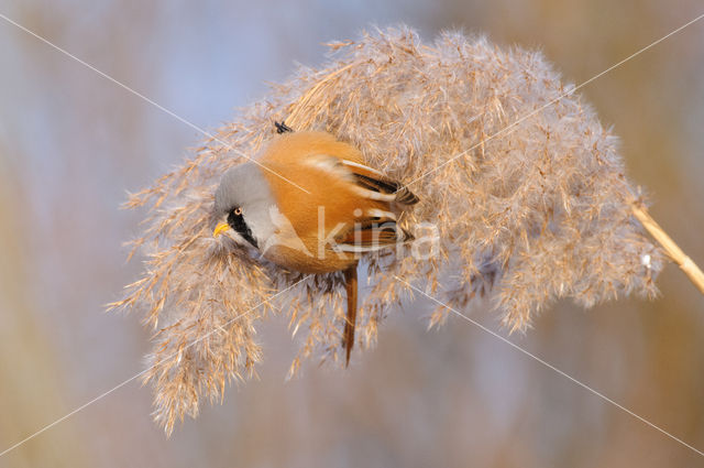 Bearded Reedling (Panurus biarmicus)