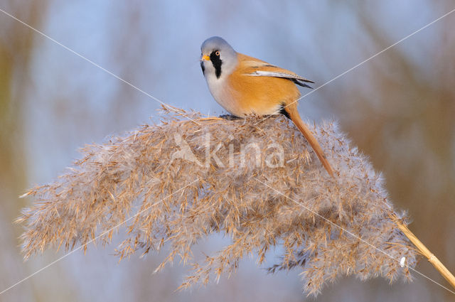 Bearded Reedling (Panurus biarmicus)