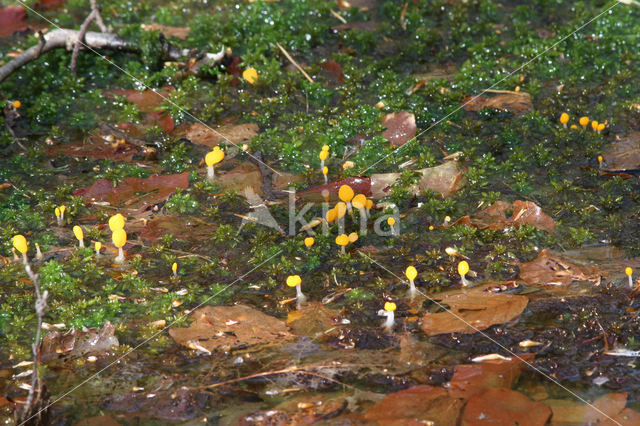 Beekmijtertje (Mitrula paludosa)