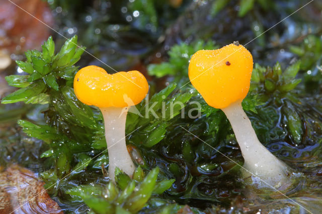 bog beacon (Mitrula paludosa)