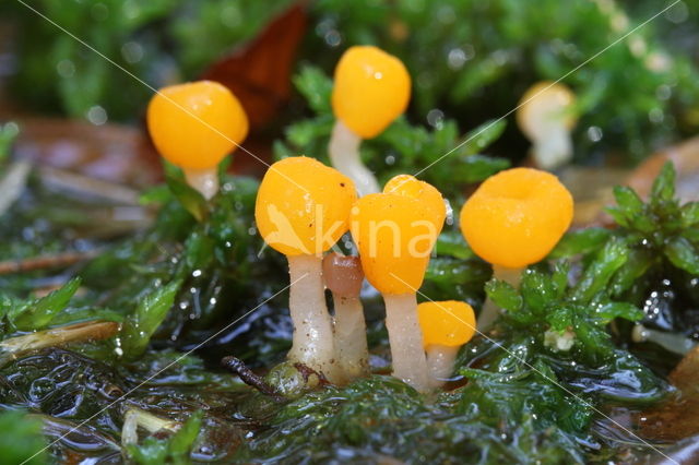 bog beacon (Mitrula paludosa)