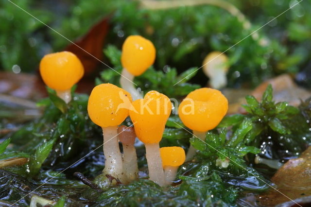 bog beacon (Mitrula paludosa)