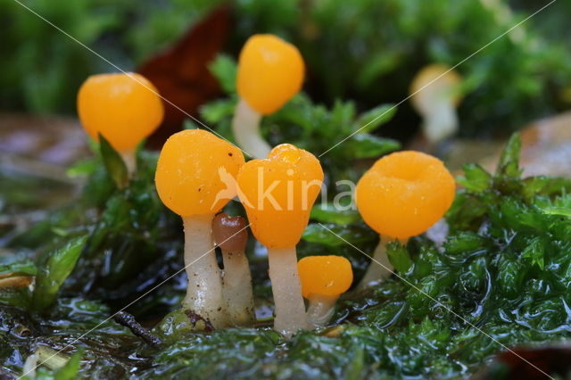 Beekmijtertje (Mitrula paludosa)