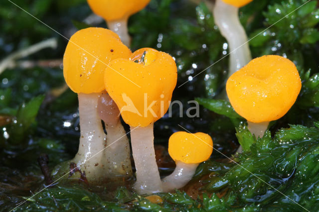 bog beacon (Mitrula paludosa)