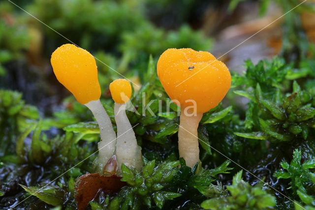 bog beacon (Mitrula paludosa)