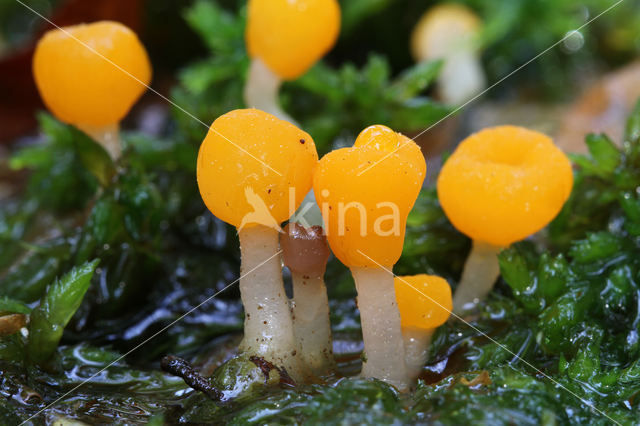 bog beacon (Mitrula paludosa)