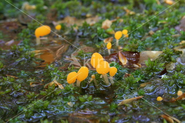 Beekmijtertje (Mitrula paludosa)