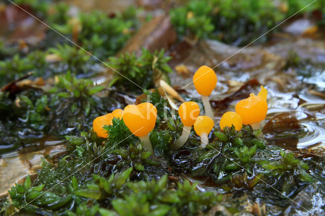 Beekmijtertje (Mitrula paludosa)