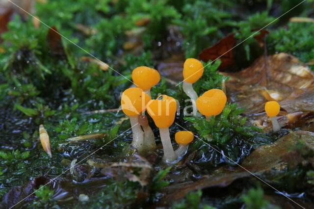 bog beacon (Mitrula paludosa)