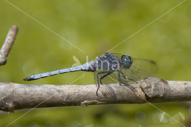 Beekoeverlibel (Orthetrum coerulescens anceps)