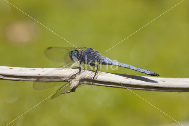 Beekoeverlibel (Orthetrum coerulescens anceps)