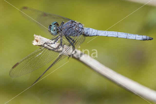 Beekoeverlibel (Orthetrum coerulescens anceps)