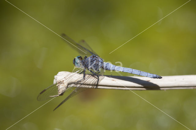 Beekoeverlibel (Orthetrum coerulescens anceps)