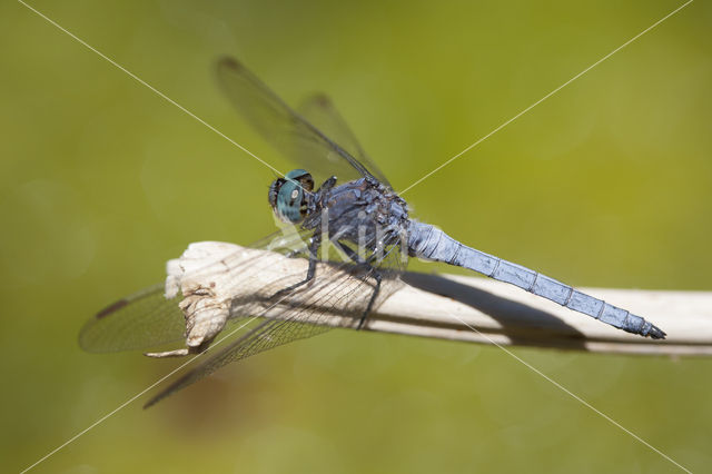 Beekoeverlibel (Orthetrum coerulescens anceps)