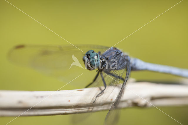 Beekoeverlibel (Orthetrum coerulescens anceps)