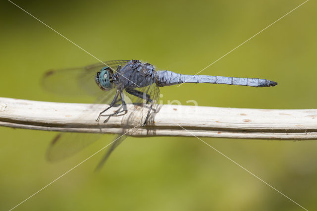 Beekoeverlibel (Orthetrum coerulescens anceps)