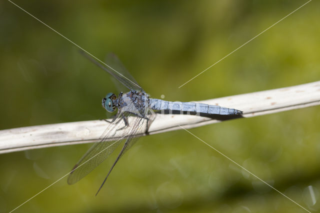 Keeled Skimmer (Orthetrum coerulescens anceps)