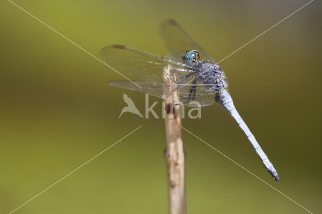 Keeled Skimmer (Orthetrum coerulescens anceps)