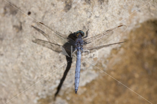 Beekoeverlibel (Orthetrum coerulescens anceps)