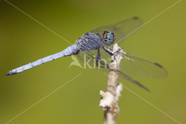 Keeled Skimmer (Orthetrum coerulescens anceps)
