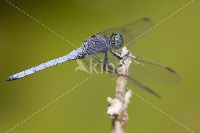 Beekoeverlibel (Orthetrum coerulescens anceps)