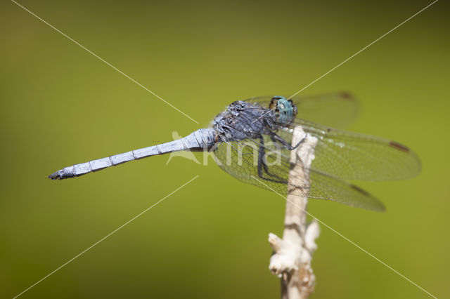 Beekoeverlibel (Orthetrum coerulescens anceps)