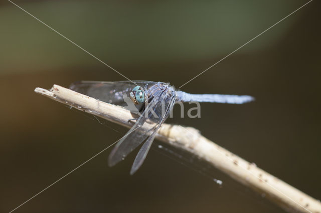 Beekoeverlibel (Orthetrum coerulescens anceps)