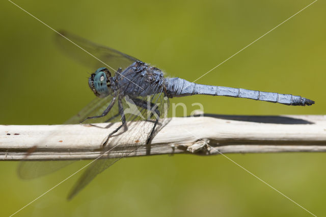 Beekoeverlibel (Orthetrum coerulescens anceps)