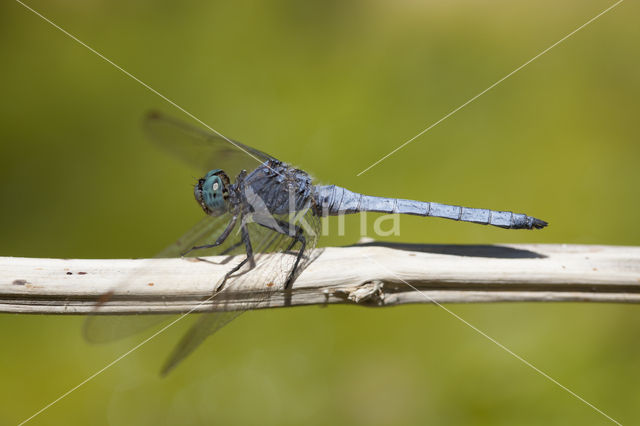 Beekoeverlibel (Orthetrum coerulescens anceps)